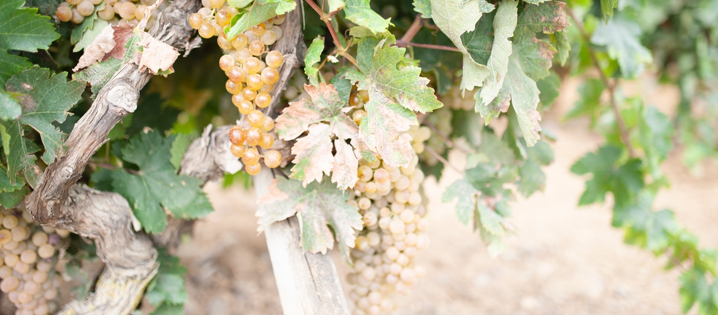 Clima de los viñedos de los vinos de Chiclana