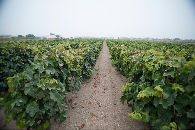 Unificación de la zona de producción y de crianza de la D. O. Jerez-Xérès-Sherry