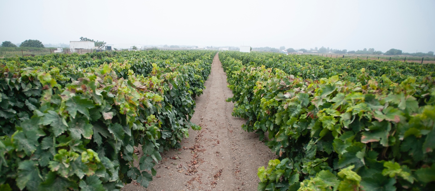 Lugar de los viñedos de los vinos de Chiclana