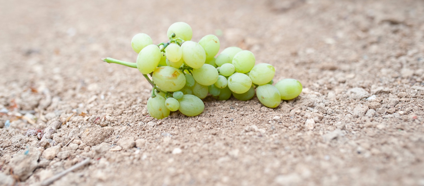 Tierra de los viñedos de los vinos de Chiclana