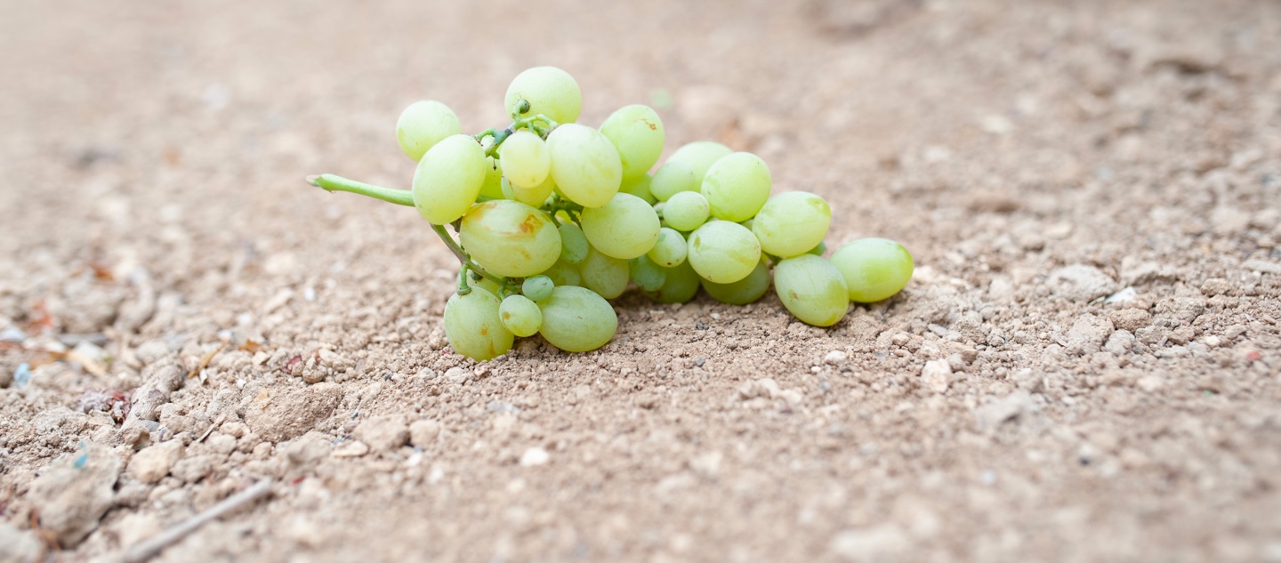 Tierra de los viñedos de los vinos de Chiclana Tierra de los viñedos de los vinos de Chiclana